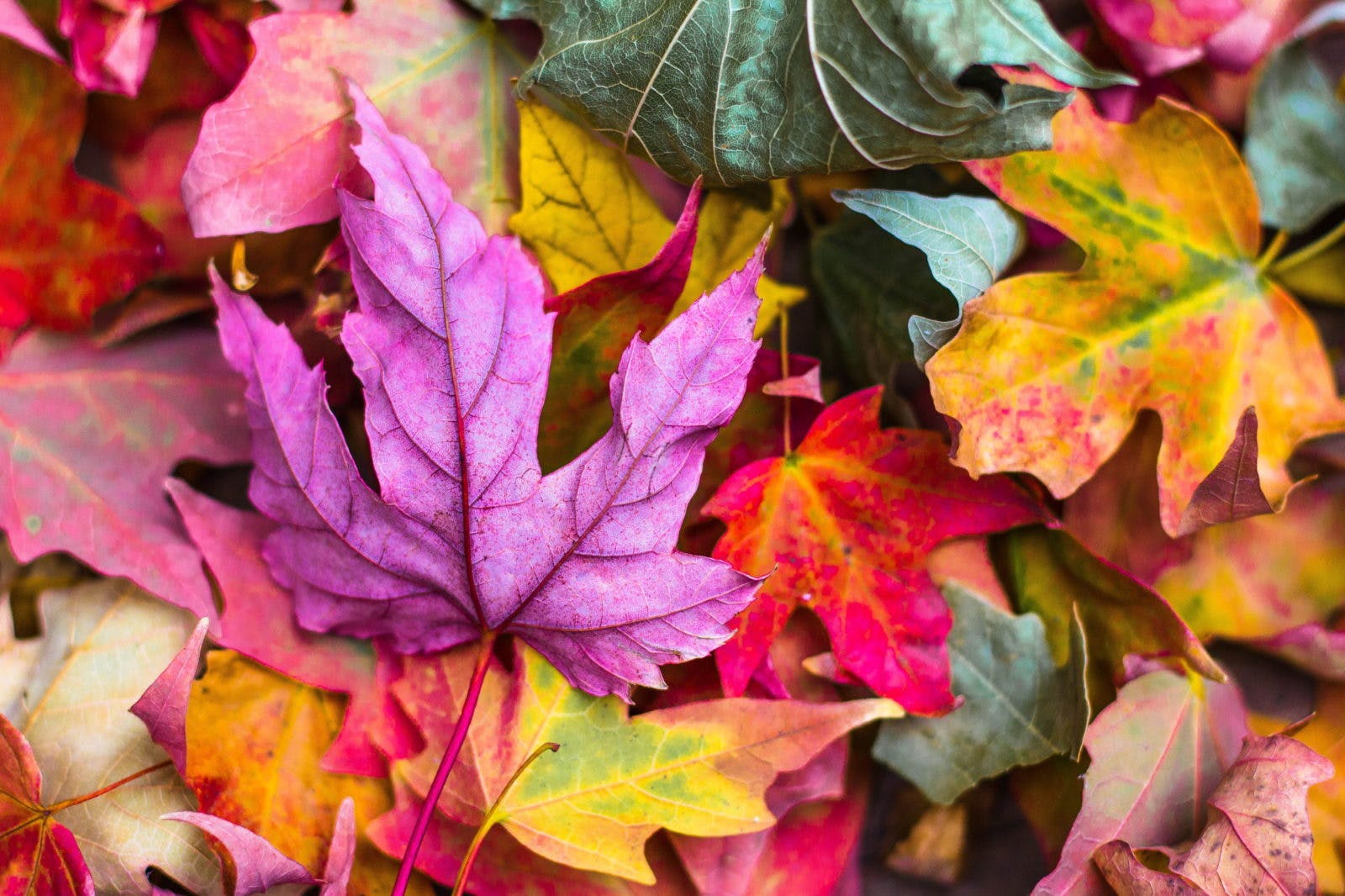 Fall Home Maintenance