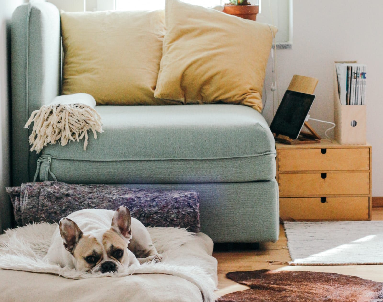 How to Keep Your Home Clean with Pets - The Property Source Group