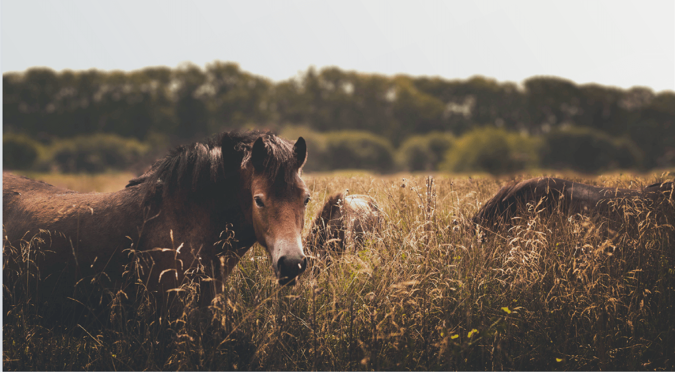 equestrian property Langley BC