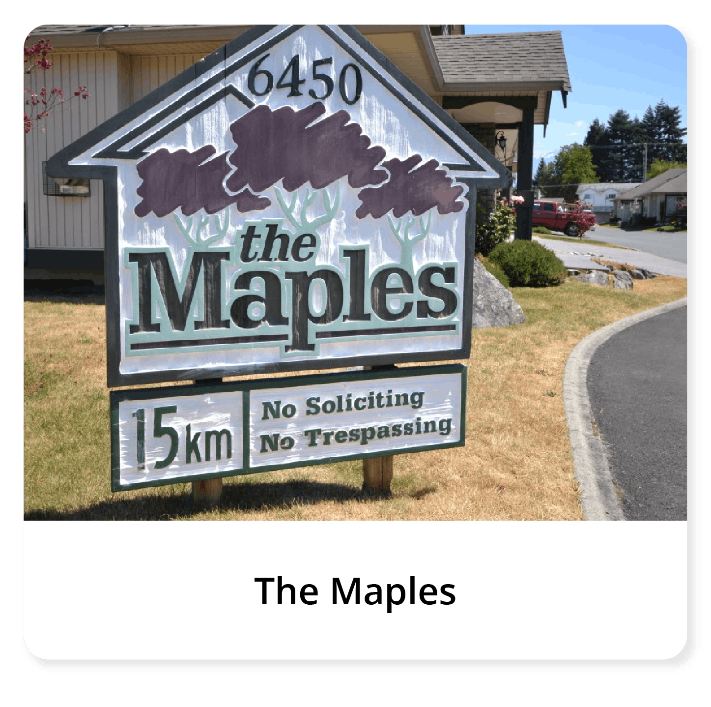 the maples